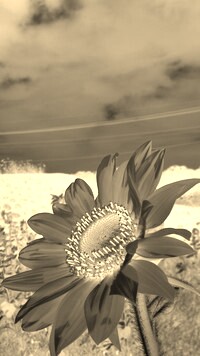 Sepia + Negatyw