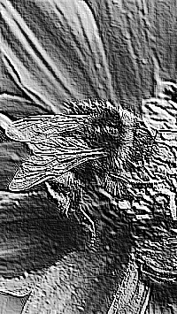 Skamielina