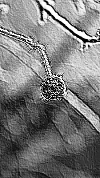 Skamielina