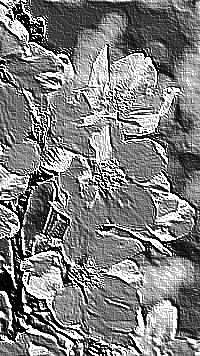 Skamielina