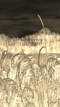 Sepia + Negatyw