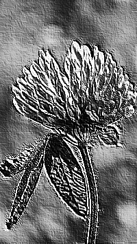 Skamielina