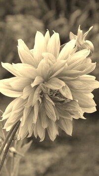 Szary + Sepia