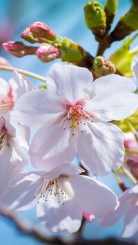 Oryginalny obrazek