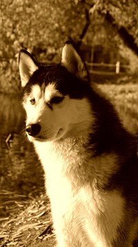 Sepia