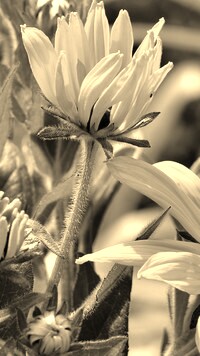 Szary + Sepia