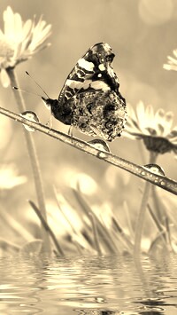 Szary + Sepia