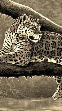 Sepia