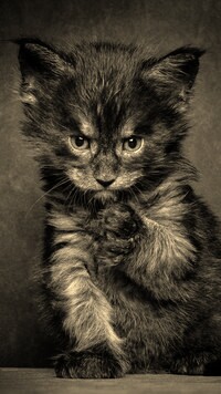 Szary + Sepia