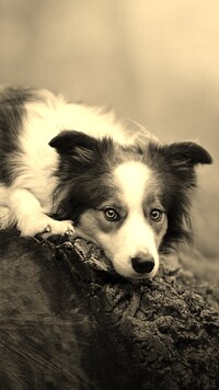 Szary + Sepia