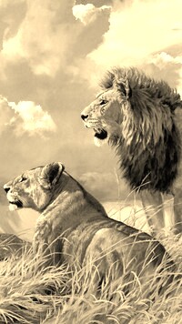 Szary + Sepia