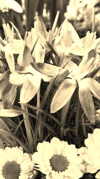 Szary + Sepia