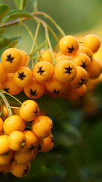 Oryginalny obrazek