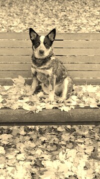 Sepia