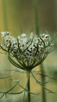 Oryginalny obrazek