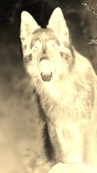 Sepia + Negatyw