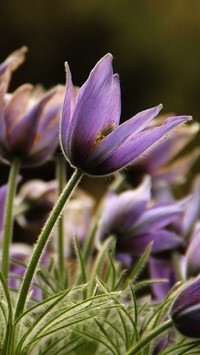 Oryginalny obrazek