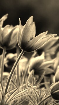 Szary + Sepia