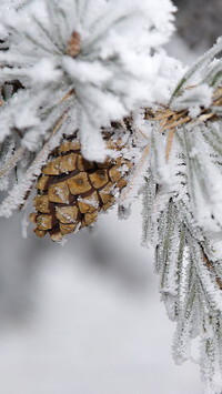 Oryginalny obrazek