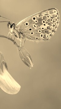 Szary + Sepia