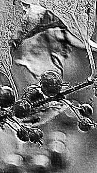 Skamielina