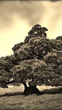 Szary + Sepia