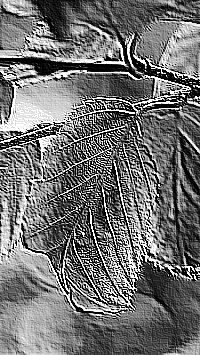 Skamielina