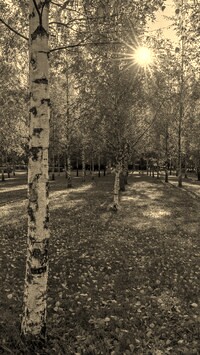 Szary + Sepia