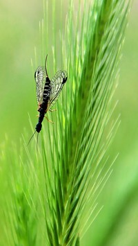 Oryginalny obrazek