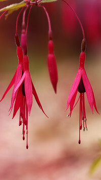 Oryginalny obrazek
