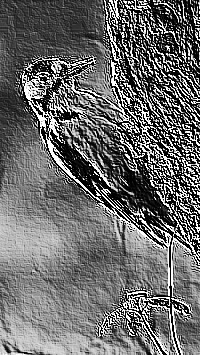 Skamielina