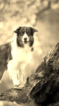 Szary + Sepia