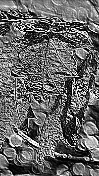 Skamielina