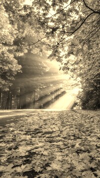 Szary + Sepia