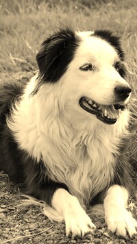 Sepia
