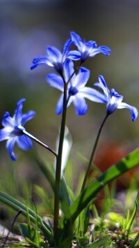 Oryginalny obrazek