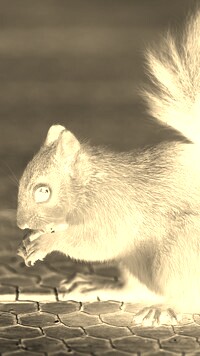 Sepia + Negatyw