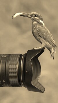 Sepia