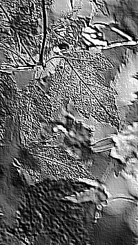 Skamielina