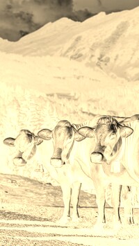 Sepia + Negatyw