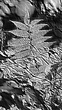 Skamielina
