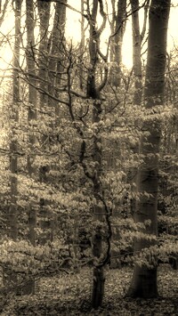 Szary + Sepia