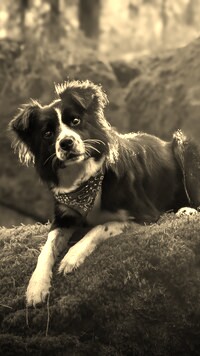 Szary + Sepia