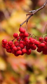 Oryginalny obrazek