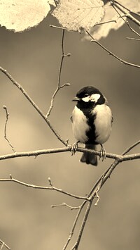 Sepia