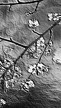 Skamielina