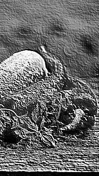 Skamielina