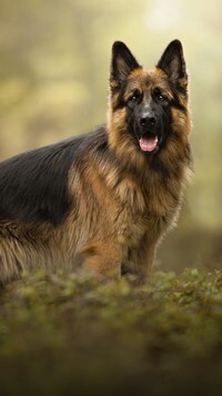 Oryginalny obrazek