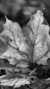 Szary