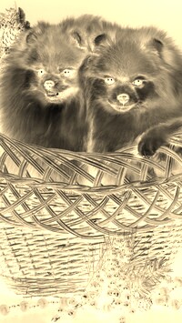 Sepia + Negatyw